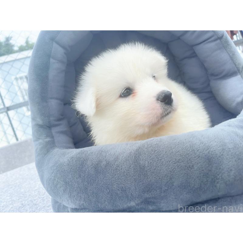 販売中の東京都のサモエド-399266の3枚目