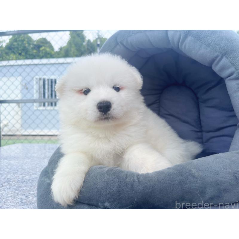 販売中の東京都のサモエド-399270の4枚目