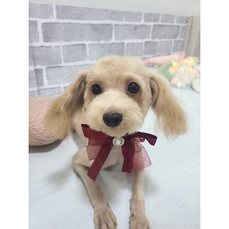 販売中の東京都のトイプードル-355532の5枚目