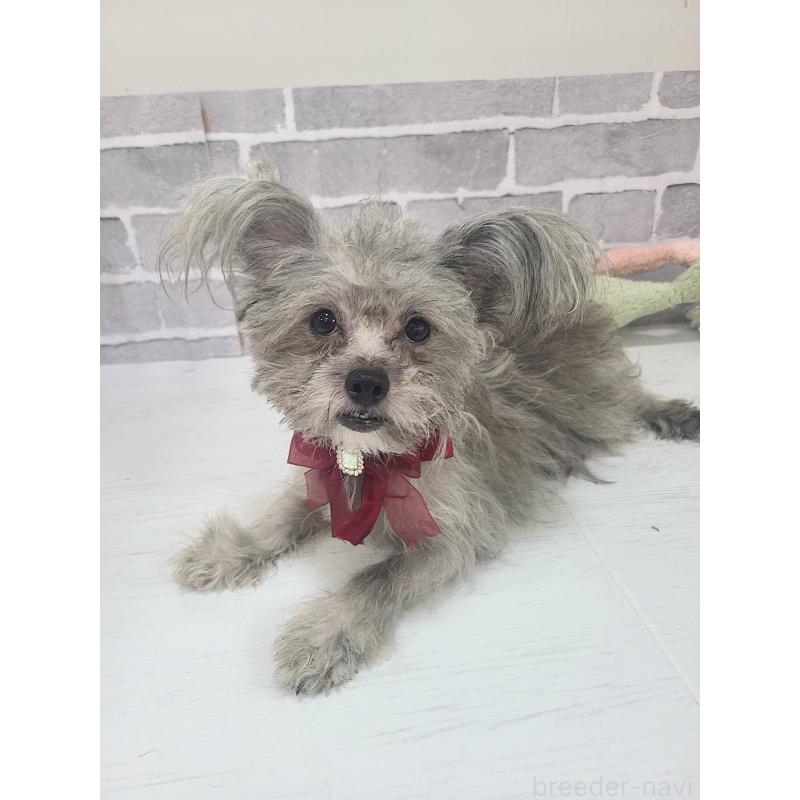 販売中の東京都のミックス犬-343672の6枚目