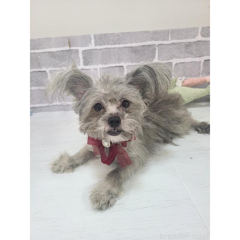 販売中の東京都のミックス犬-343672の5枚目