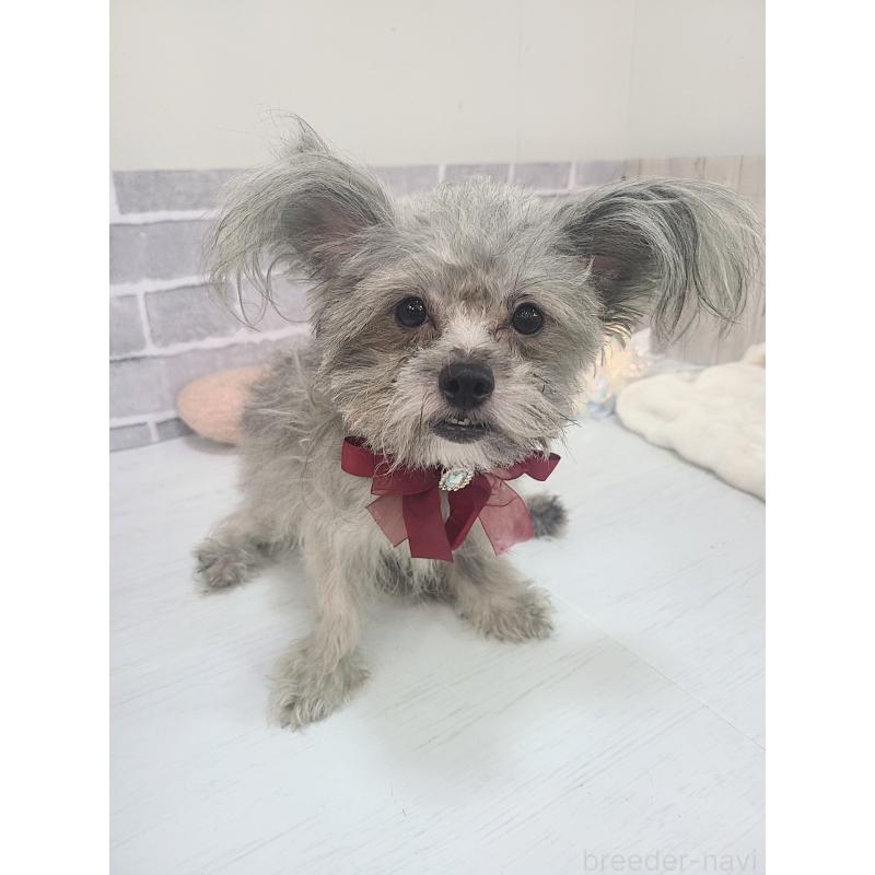 販売中の東京都のミックス犬-343672の4枚目