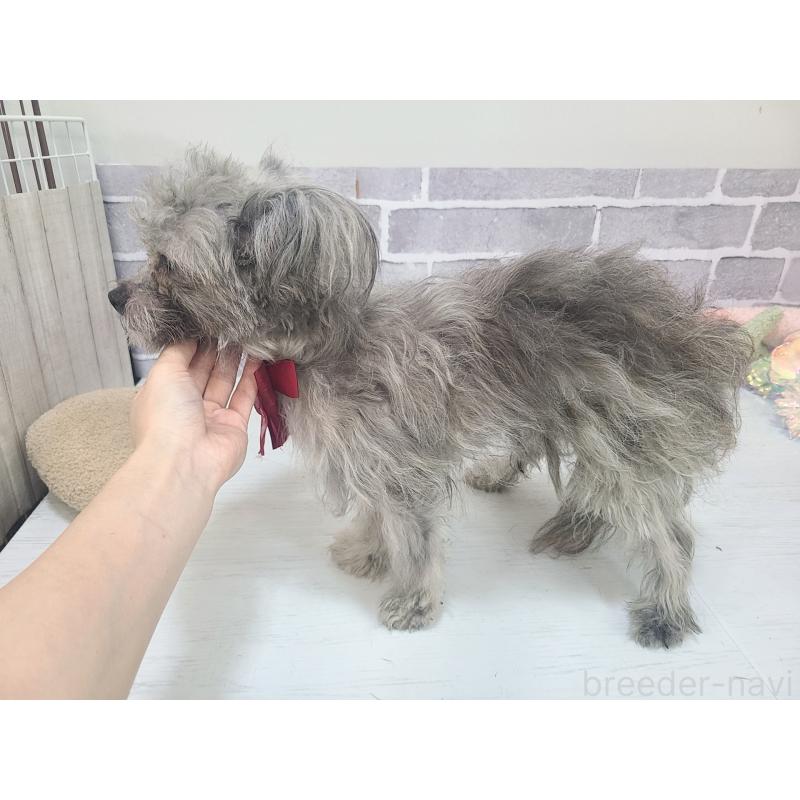販売中の東京都のミックス犬-343672の3枚目