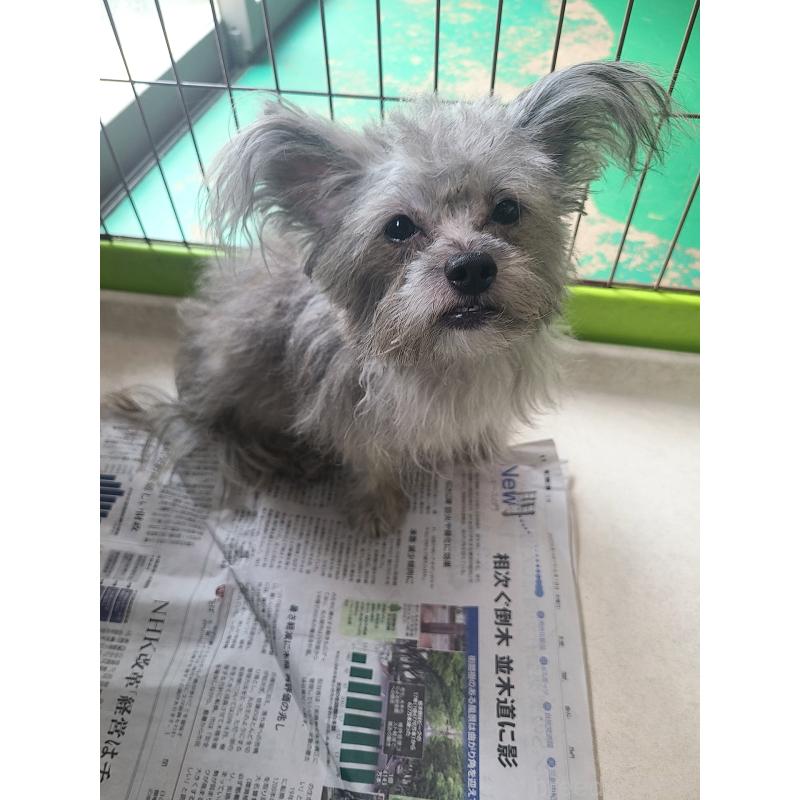 販売中の東京都のミックス犬-343672の2枚目