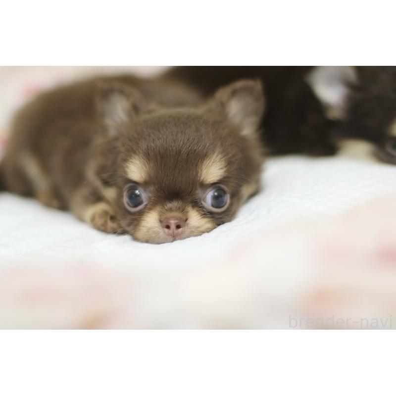 販売中の兵庫県のチワワ(ロングコート)-396558の2枚目