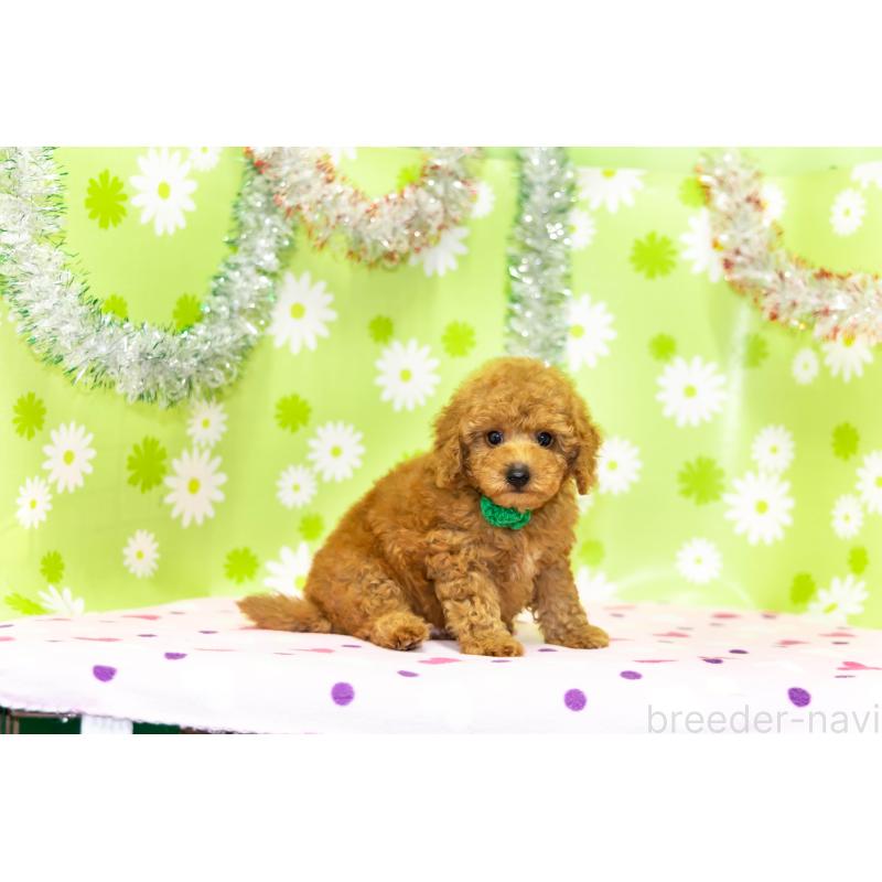 販売中の大分県のトイプードル-392073の5枚目