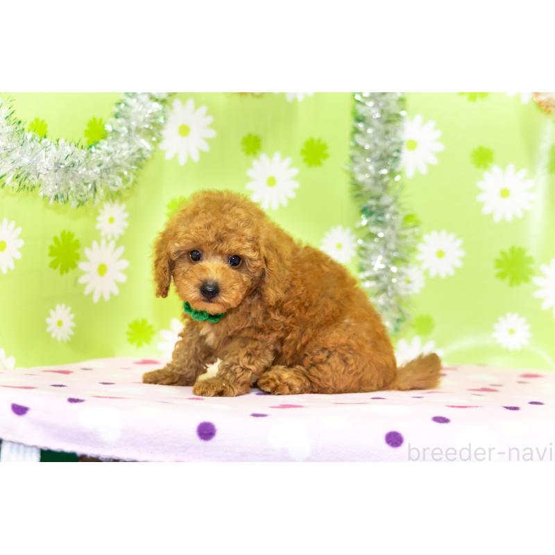 販売中の大分県のトイプードル-392073の4枚目