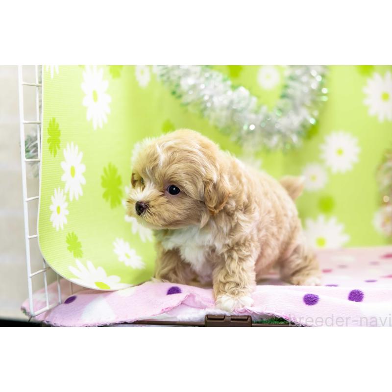 販売中の大分県のマルプー:マルチーズ×トイプードル-399298の6枚目