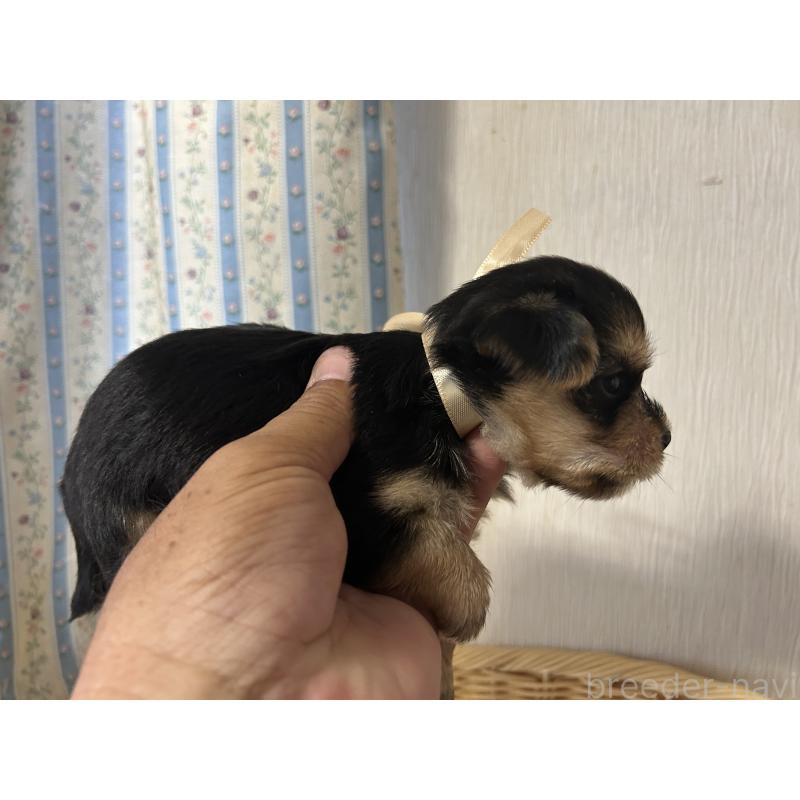 販売中の岡山県のミックス犬-398195の10枚目