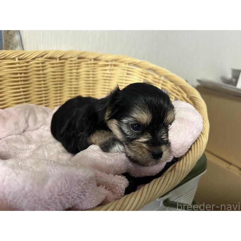 販売中の岡山県のミックス犬-398196の10枚目