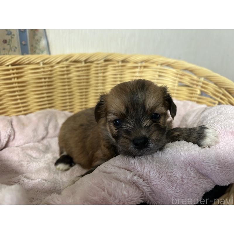販売中の岡山県のミックス犬-398199の11枚目