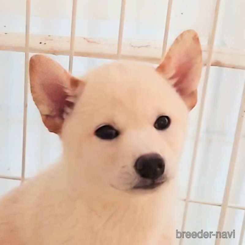 販売中の大阪府の柴犬-393163