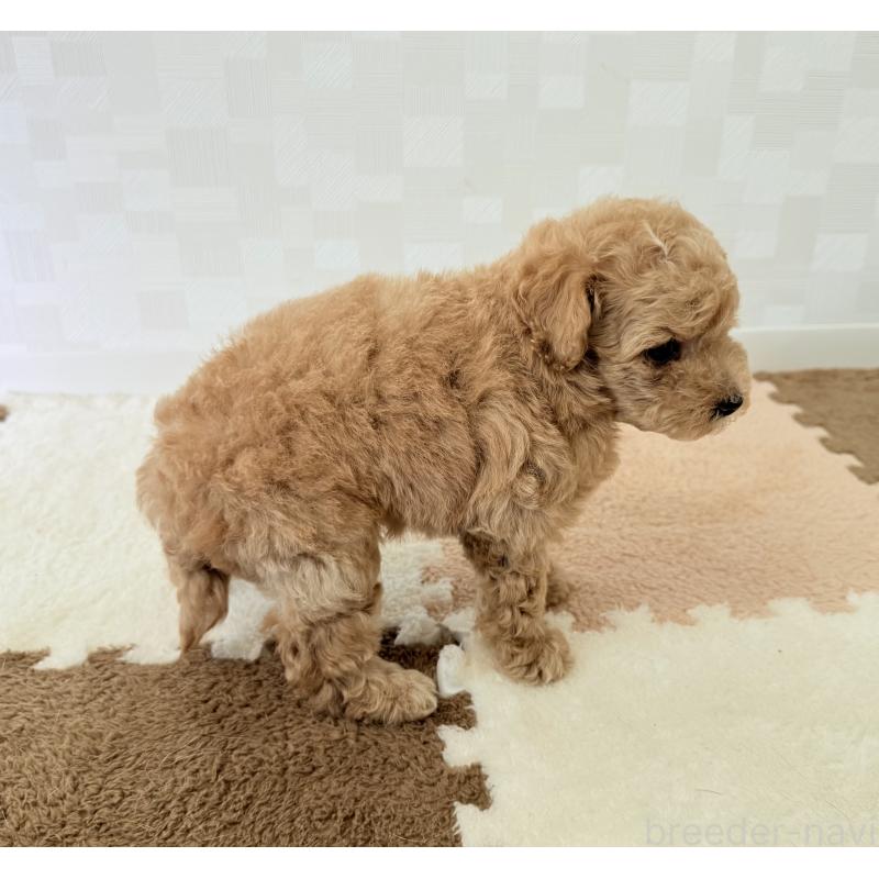 成約済の埼玉県のトイプードル-395880の6枚目