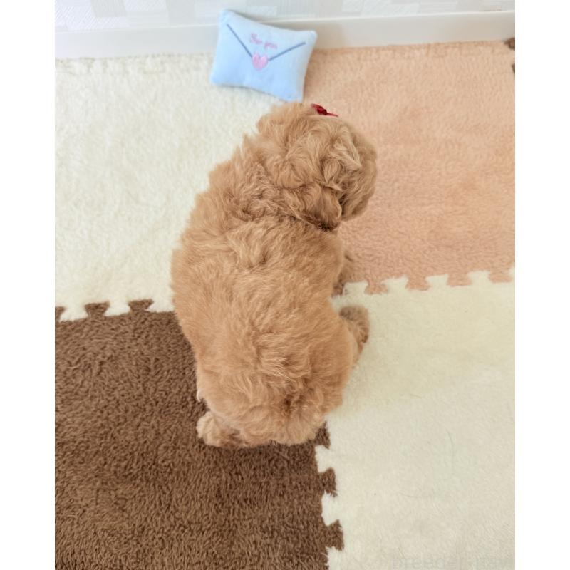 成約済の埼玉県のトイプードル-395880の5枚目