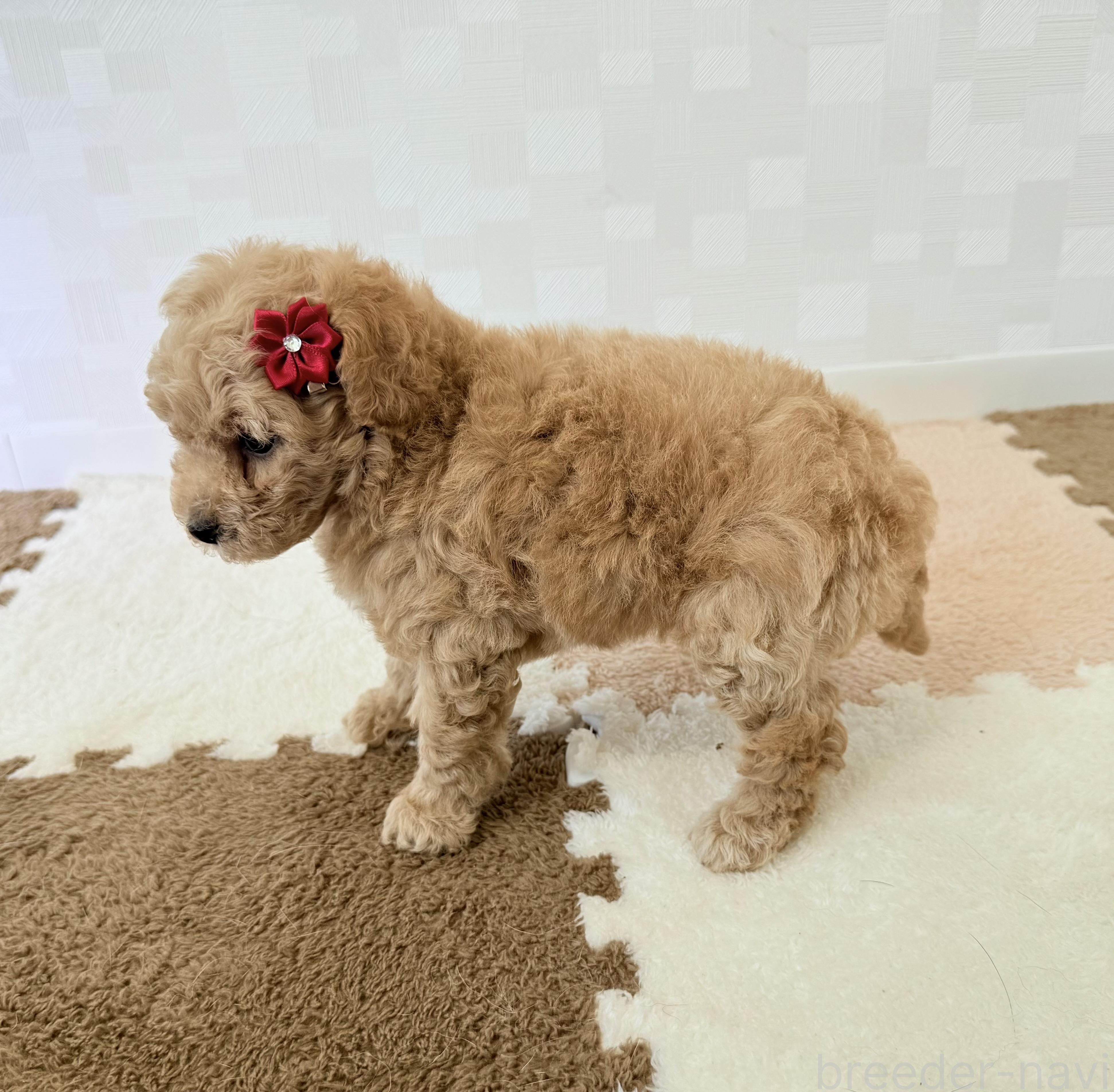 成約済の埼玉県のトイプードル-395880の4枚目