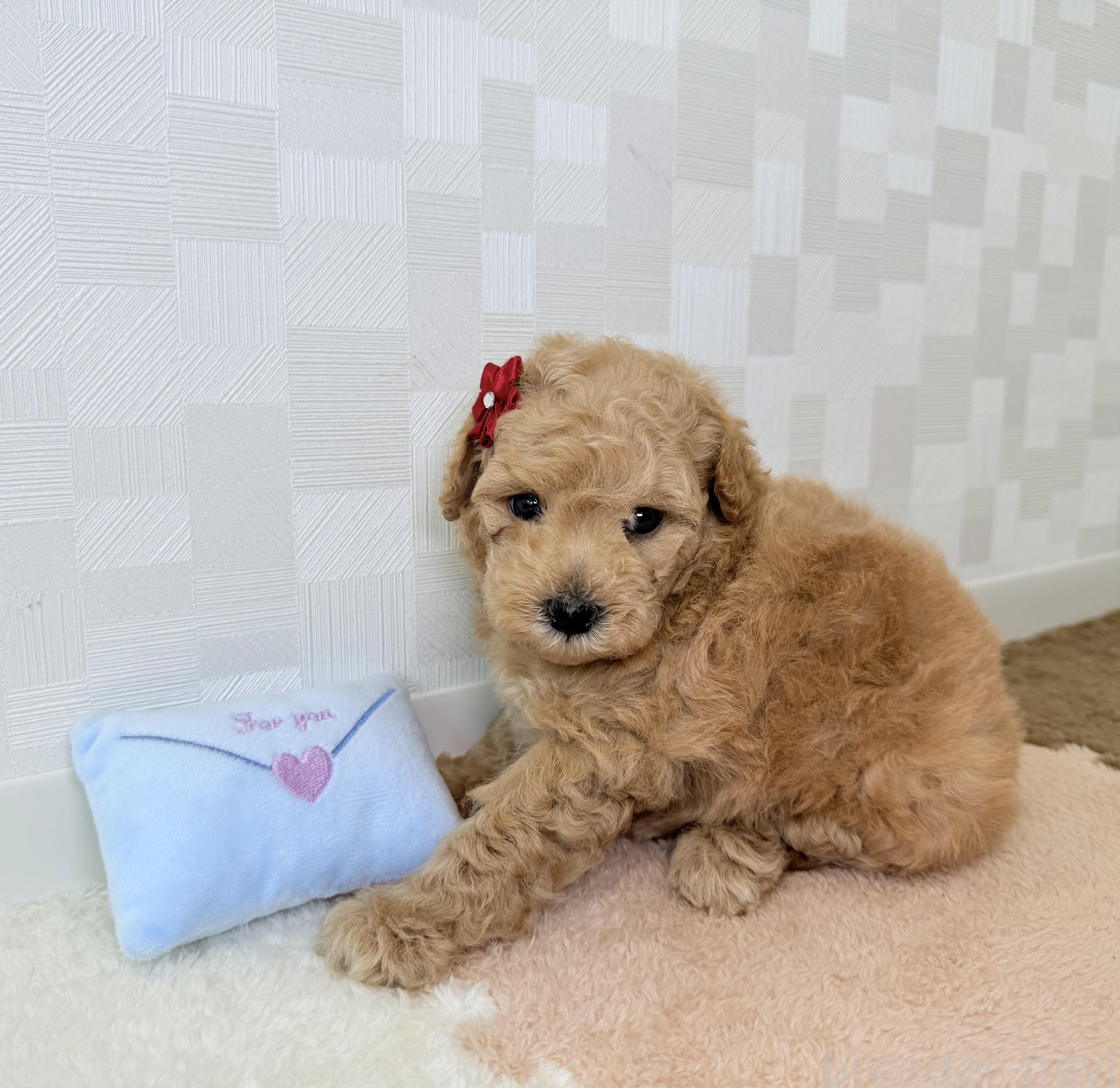 成約済の埼玉県のトイプードル-395880の3枚目