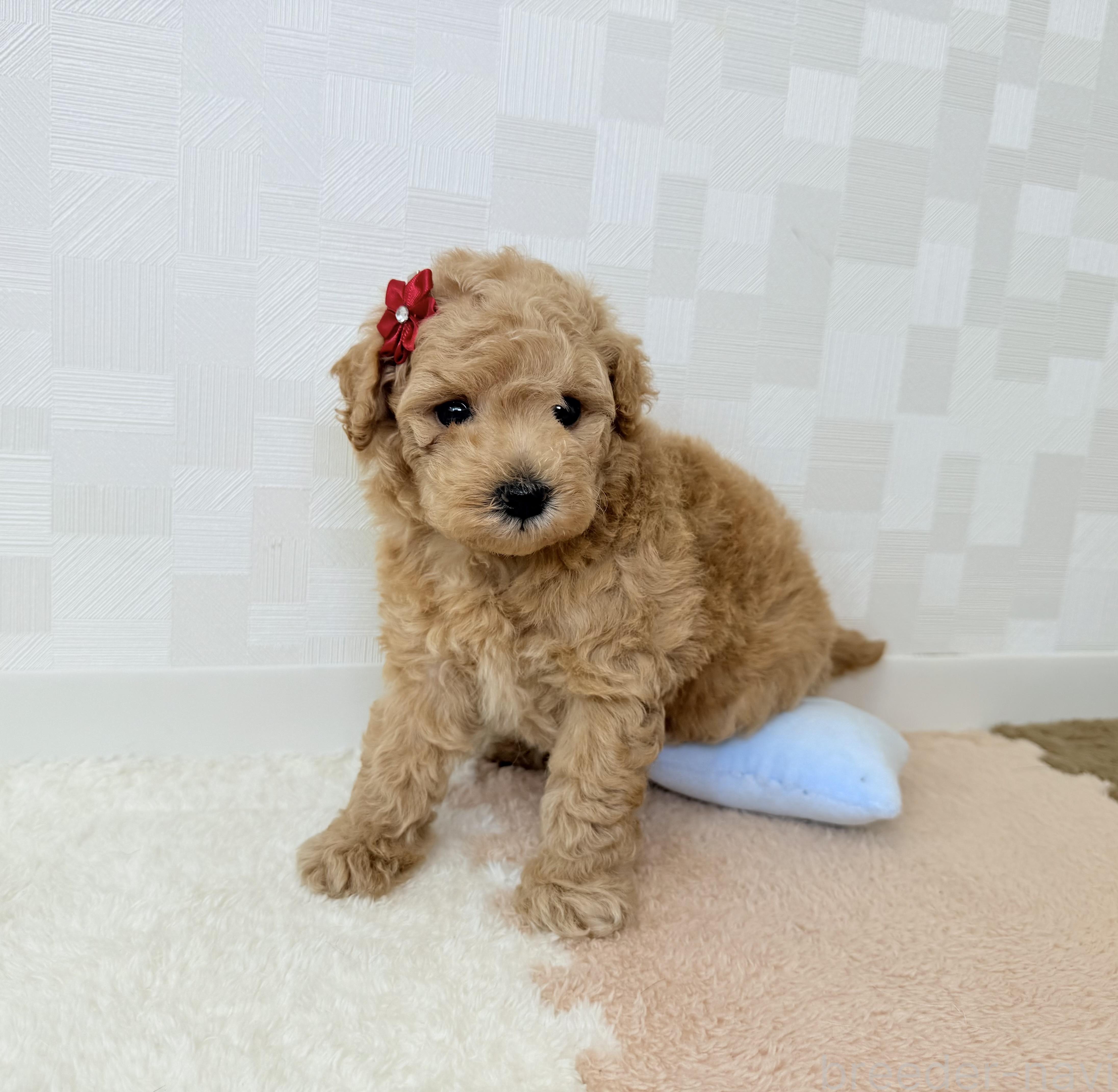 成約済の埼玉県のトイプードル-395880の2枚目