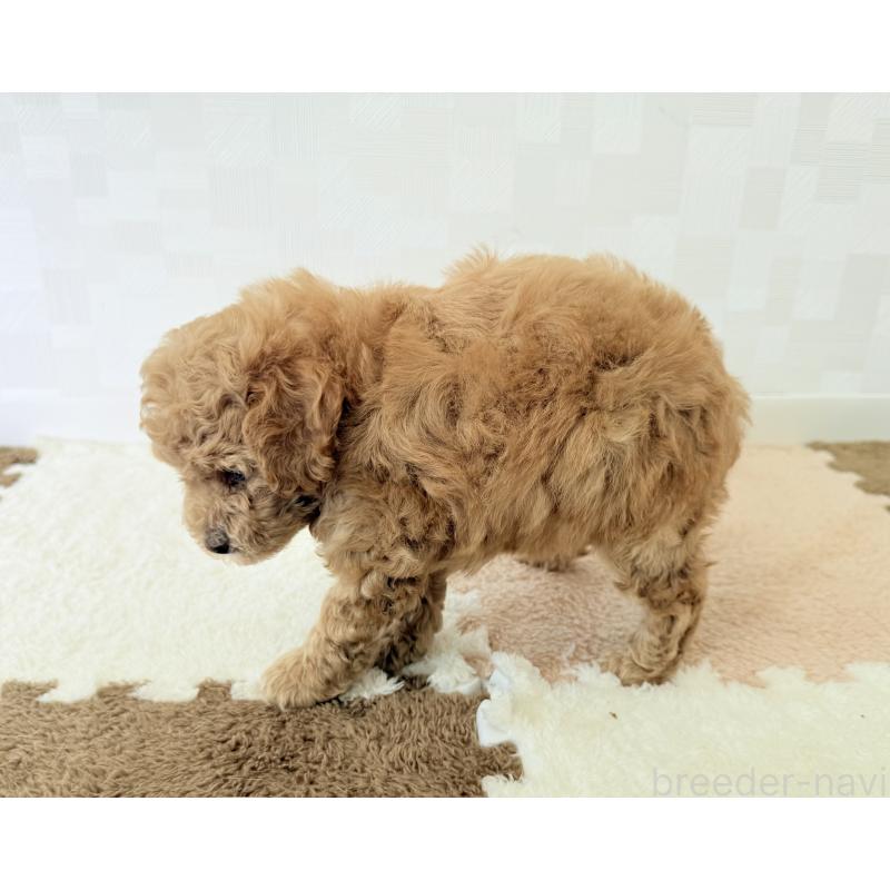 販売中の埼玉県のトイプードル-395884の4枚目