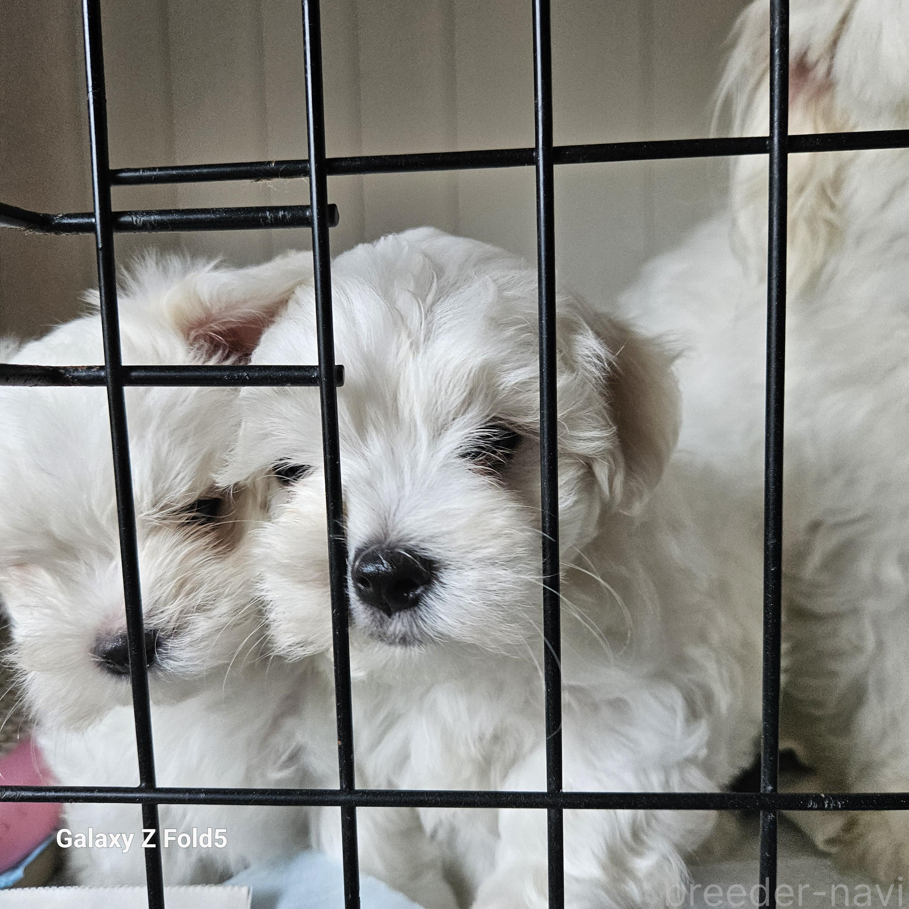 販売中の愛知県のマルチーズ-391759の4枚目