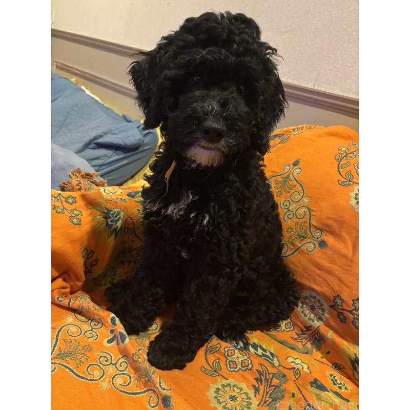 販売中の茨城県のミックス犬-386009
