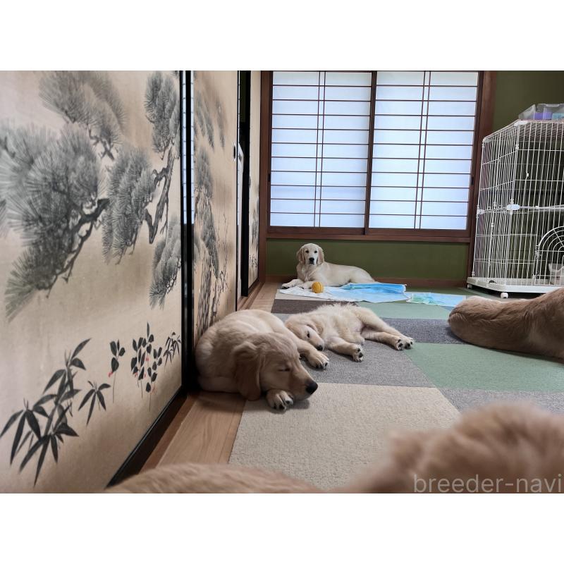 販売中の静岡県のゴールデンレトリーバー-385366の7枚目