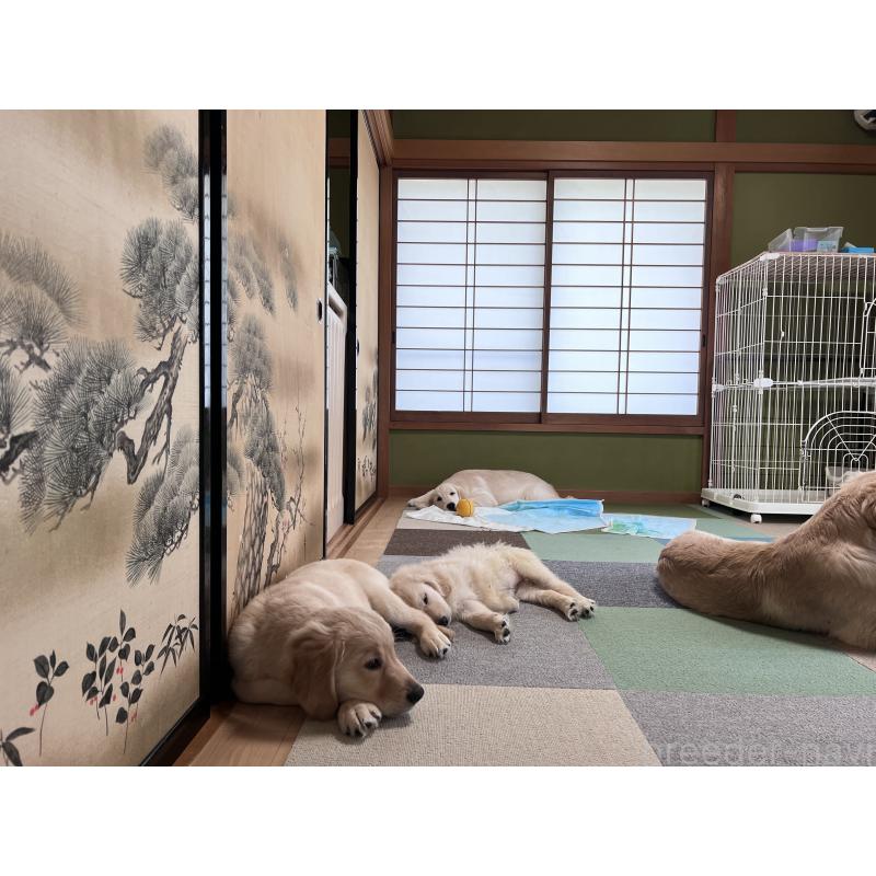 販売中の静岡県のゴールデンレトリーバー-385366の6枚目