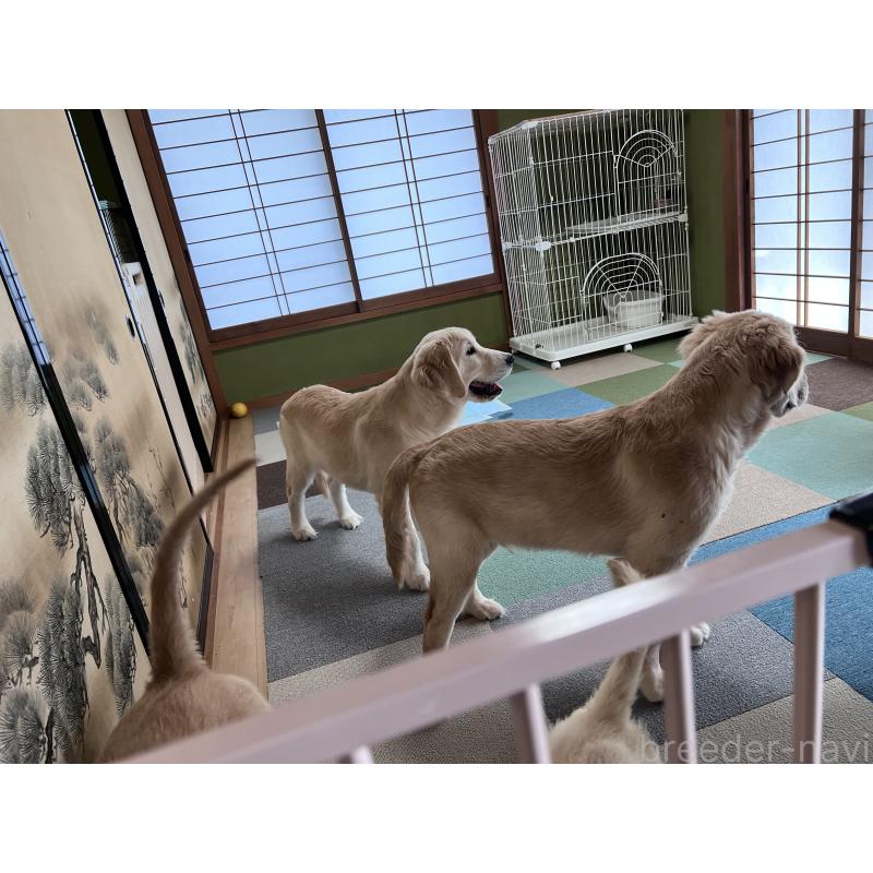 販売中の静岡県のゴールデンレトリーバー-385366の5枚目