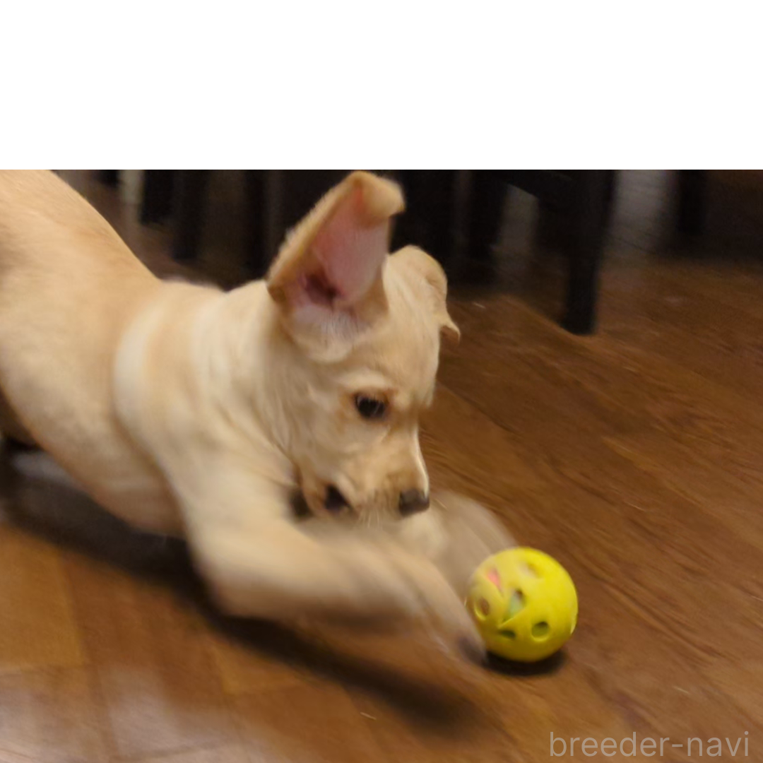販売中の長野県のミックス犬-382299の2枚目