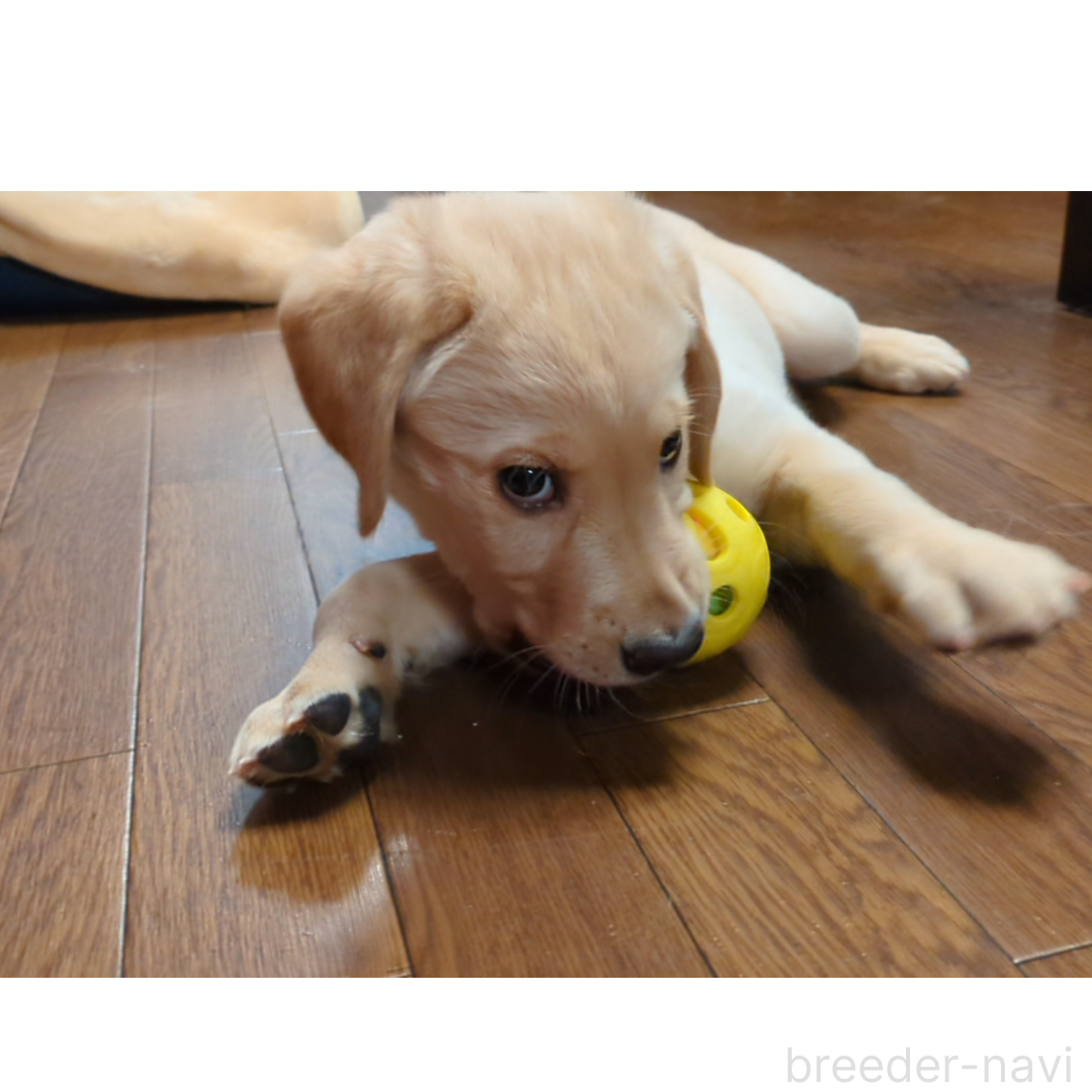 販売中の長野県のミックス犬-382299