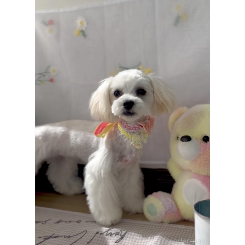 販売中の福岡県のミックス犬-372151の5枚目