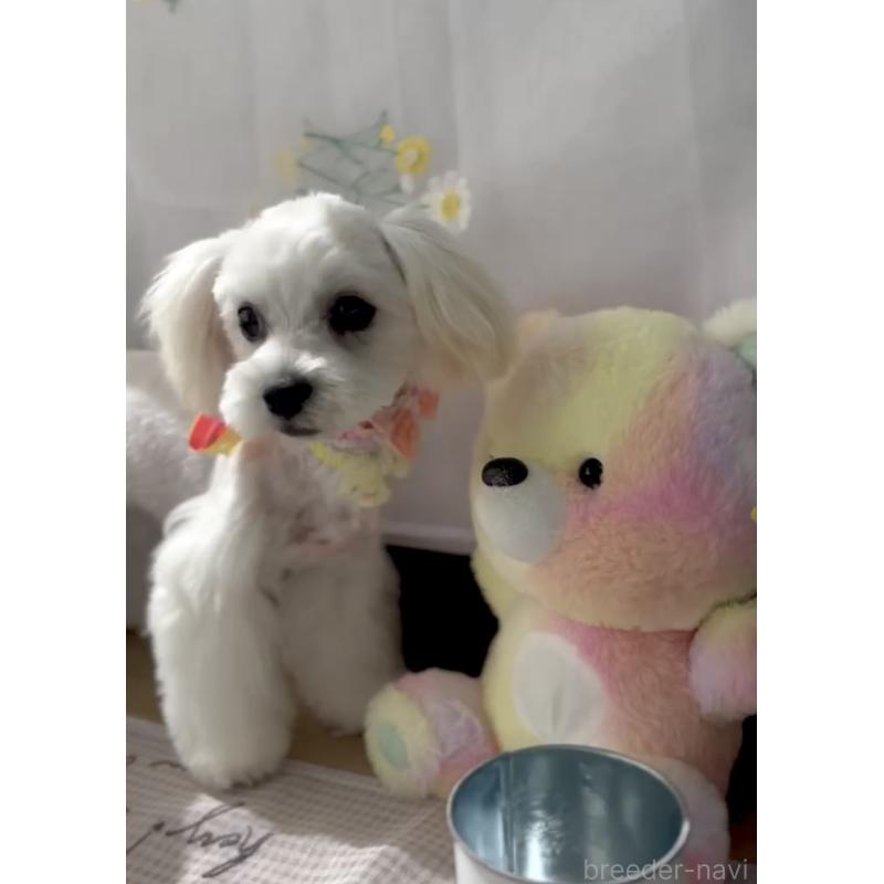 販売中の福岡県のミックス犬-372151の3枚目