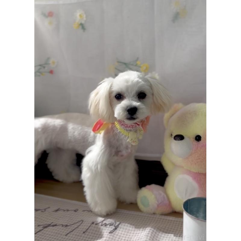 販売中の福岡県のミックス犬-372151の2枚目