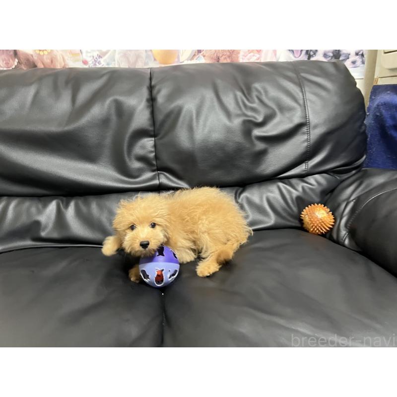 成約済の栃木県のミックス犬-388249の4枚目