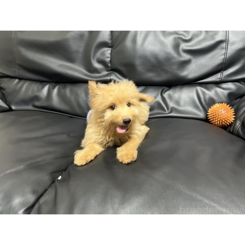 販売中の栃木県のミックス犬-388249