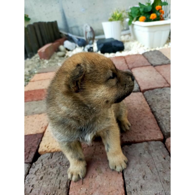 販売中の北海道の北海道犬-398938の6枚目