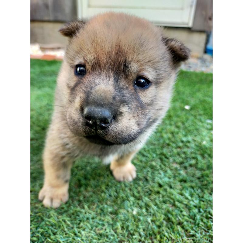 販売中の北海道の北海道犬-398938の4枚目
