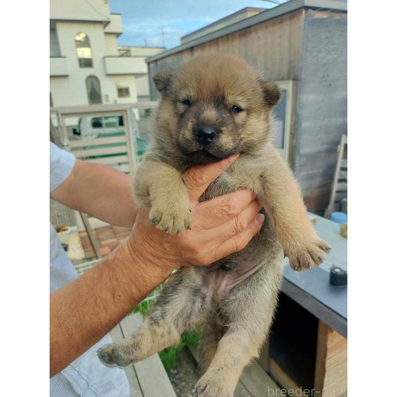 販売中の北海道の北海道犬-398938の2枚目