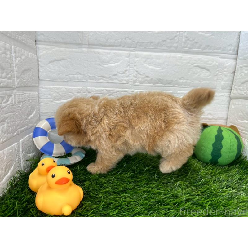 成約済の茨城県のチワプー:チワワ×トイプードル-395770の11枚目