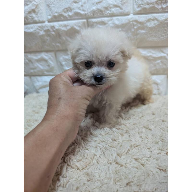 販売中の宮崎県のミックス犬-399394の8枚目