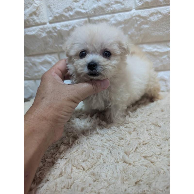 販売中の宮崎県のミックス犬-399394の1枚目
