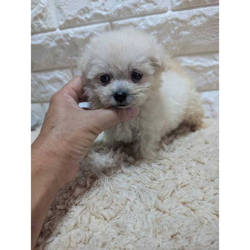 販売中の宮崎県のミックス犬-399394の7枚目