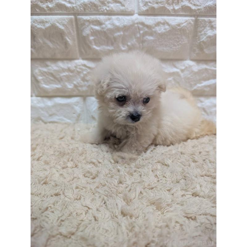 販売中の宮崎県のミックス犬-399394の6枚目