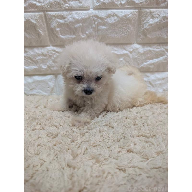 販売中の宮崎県のミックス犬-399394の5枚目