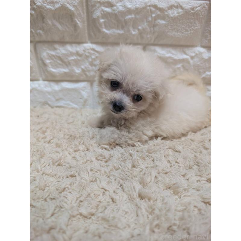 販売中の宮崎県のミックス犬-399394の4枚目