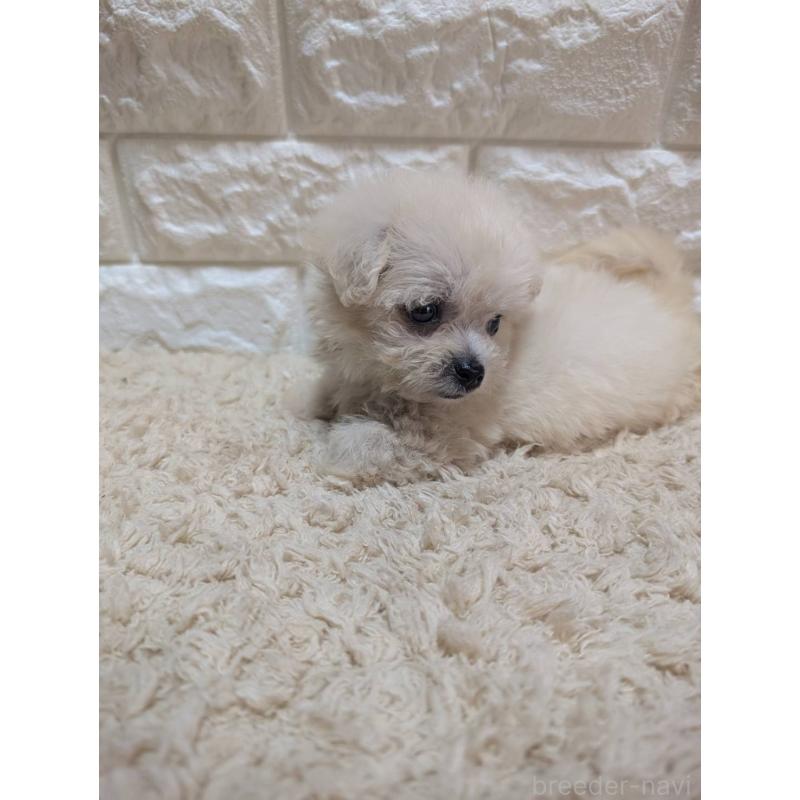 販売中の宮崎県のミックス犬-399394の3枚目