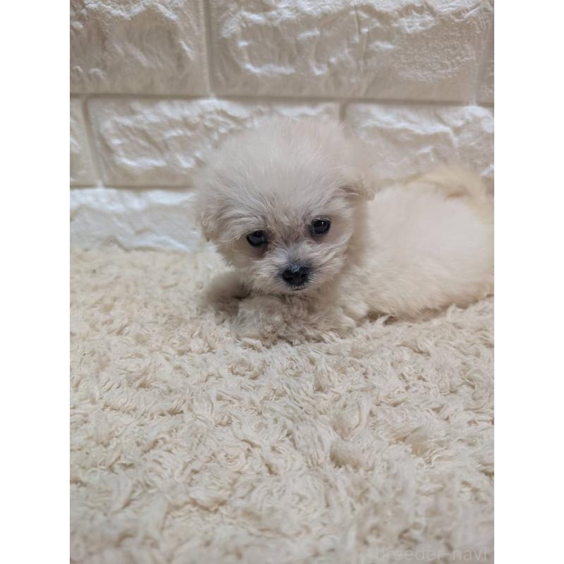 販売中の宮崎県のミックス犬-399394の2枚目