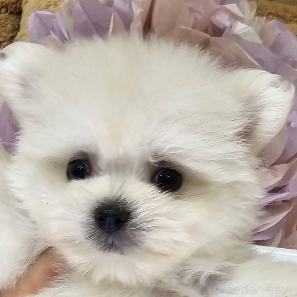 販売中の埼玉県のポメマル:ポメラニアン×マルチーズ-399400の2枚目