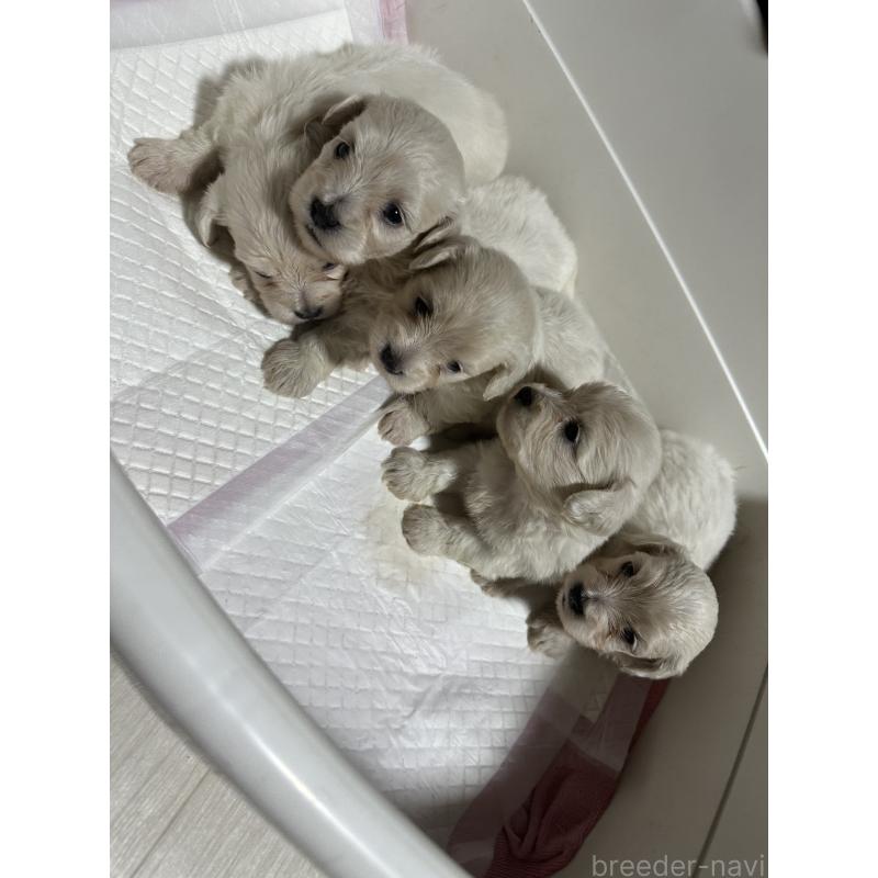 販売中の千葉県のマルックス:マルチーズ×ミニチュアダックスフンド-394958