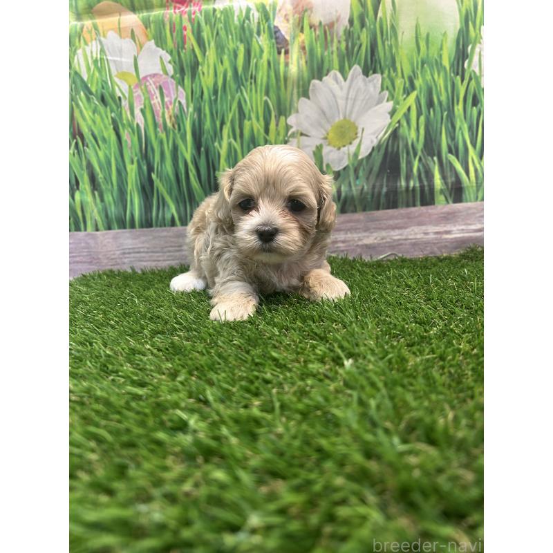 販売中の神奈川県のミックス犬-399426の6枚目