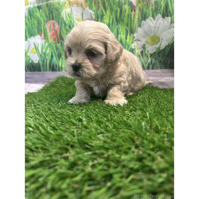 販売中の神奈川県のミックス犬-399427の4枚目